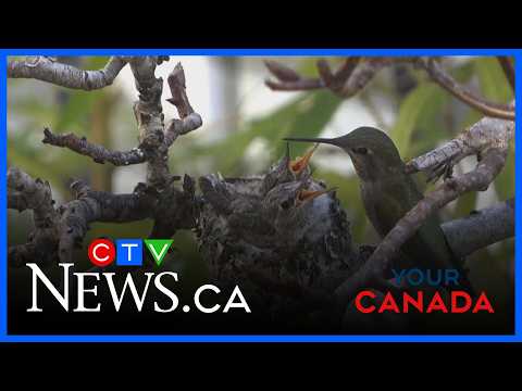 Backyard hummingbird video provides joy around the world | Your Canada for April 3, 2026