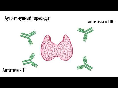 Эндокринолог Александр Циберкин - "Во всём ли виноваты гормоны?"