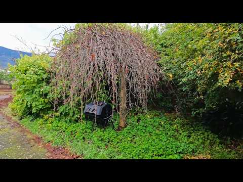 The Most SATISFYING Yard Cleanup You Have Seen This YEAR! (Part 5)