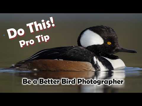 Shooting the angles, perfecting shallow depth of field Bird photography - Pro Tips