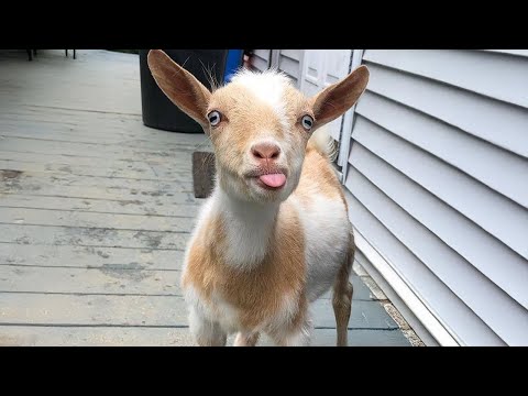 This is why GOATS are the FUNNIEST ANIMALS