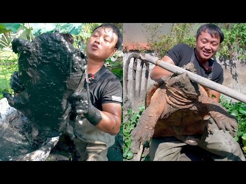 花500元前包下一个20多年没打理过的荒塘塘,没想到里面竟然有这么大的鳄龟