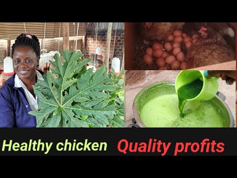 How I use papaya leaves to cure chicken diseases and boost egg production in my poultry farm