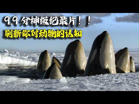 这部片子我追定了！9.9分神级纪录片，一开播就刷新了我对动物的认知