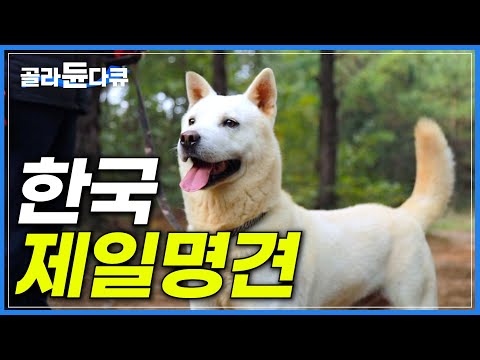 한국의 견종 진돗개, 그 가운데 최고를 가리는 '전국 진돗개 선발 대회'│과연 한국 제일명견은 누구일까?│빅데이│#골라듄다큐