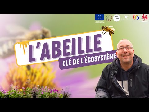 L'EMPLOYE DU MOIS : L'abeille et la permaculture - Eveil Comesti Lab