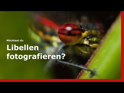 Tutorial Libellenfotografie