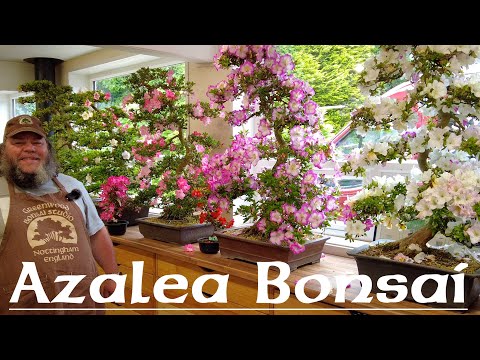 Cutting an Azalea Hard Back! - Greenwood Bonsai
