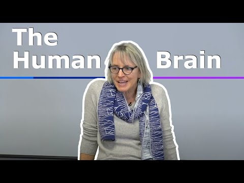 1. Introduction to the Human Brain