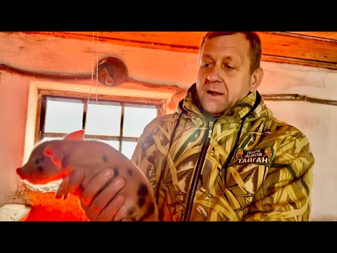 Мы едем нам свиноферму, выкупленного Олегом Зубковым колхоза. ОБНЯТЬ и ПЛАКАТЬ это ничего не сказать