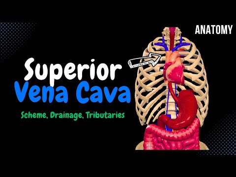 Superior Vena Cava (Azygos, Hemiazygos, Brachiocephalic) | Anatomy