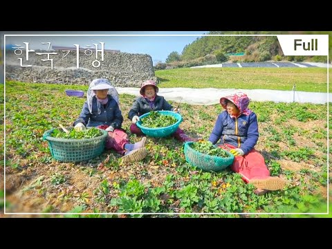 [Full] 한국기행 - 소쿠리에 담아 봄 1부 ~ 5부