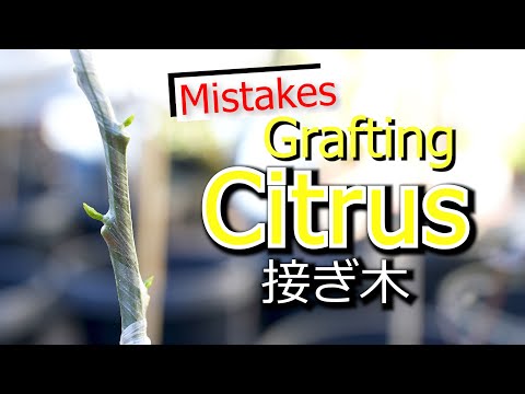 How To Graft Citrus | Bud And Scion Grafting Method | Yuzu Japanesse Citrus