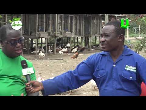 AYEKOO: IT TAKES PASSION TO BE A SUCCESSFUL POULTRY FARMER  - TARKWA GOLDFIELDS ACCOUNTANT