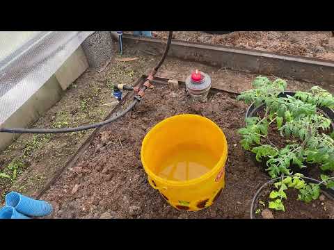 Томаты Микрогномы. Новое направление сортов в мире томатов  https://www.luxtomatoes.net/