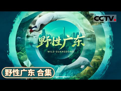 中国广东省令人惊叹的生态传奇！带你领略野生动植物的生命奇观《野性广东》【CCTV纪录】