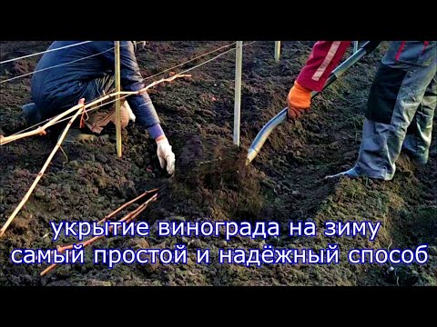 Укрытие винограда на зиму, самый простой и надёжный способ