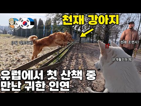 한국에서 온 진돗개의 유럽 첫 산책! 우연히 만난 천재견과 천재 조련사?!