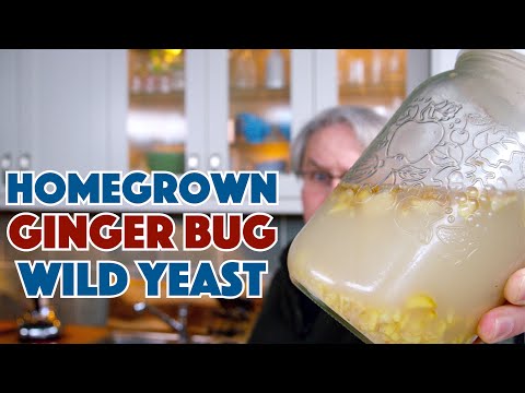Ginger Bug Homegrown Wild Yeast How To