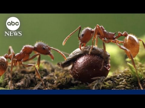 Stinging, Asian needle ants now invade 17 states