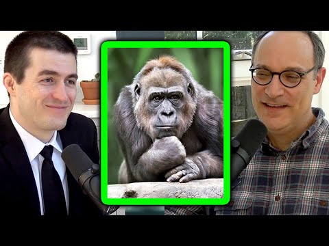 Meta Learning Can Spontaneously Happen in Recurrent Neural Networks (Matt Botvinick) | Lex Fridman