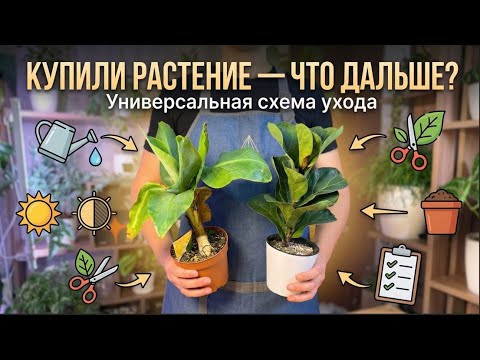 A universal scheme: you bought a plant and don’t know what to do with it