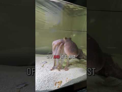 Haley the octopus opens a jar!