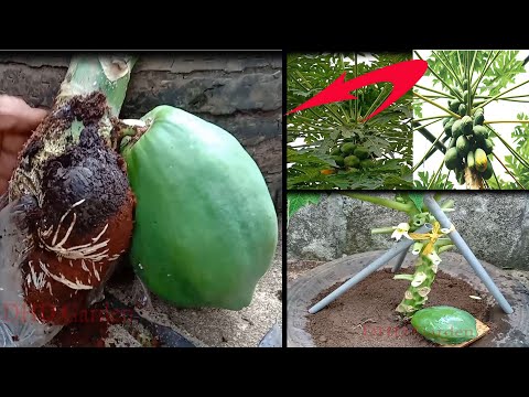 how to graft down super dwarf papaya trees
