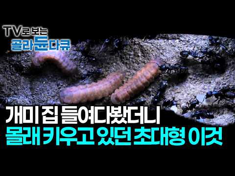 자신들보다 몸집이 3배나 큰 이것을 정성껏 돌보고 있는 개미들, 몸을 청소해 주고 영양분 공급까지 해주는 이유｜자연 다큐｜다큐프라임｜#골라듄다큐