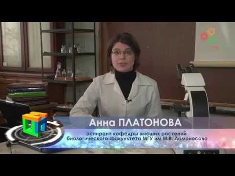 Анатомия растений. Парадермальный срез листа и изготовление реплики эпидермиса (А. Платонова)