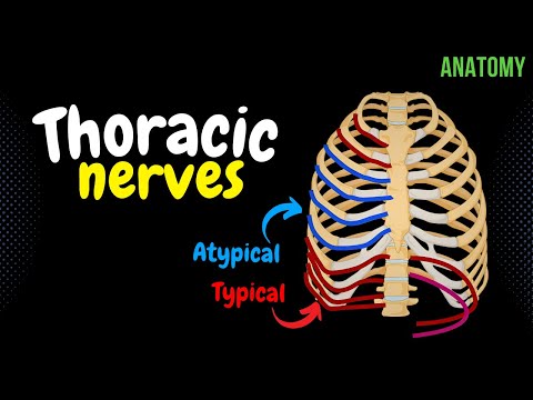 Thoracic Nerves (Intercostal + Subcostal) | Anatomy