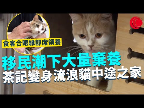 一線搜查|流浪貓遇上暖心茶餐廳 人貓和諧食飯兼互動?移民潮下大量棄養 茶記變身浪浪中途之家 食客合眼緣即席領養|640集|有線新聞 利穎怡|中國海外呈獻:一線搜查|HOYTV 77台