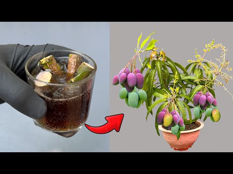 TECHNIQUE; use coca-cola to grow mangoes and you will see its magical effects
