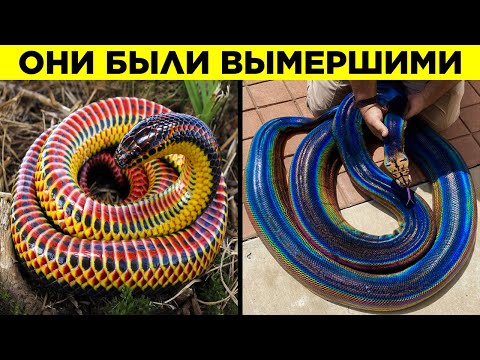 Самые Редкие Змеи В Мире