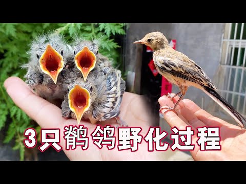 The complete process of rescuing 3 wagtails