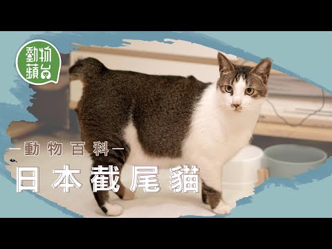 日本截尾貓由唐貓基因突變長出波波尾 迷倒日本天皇變招財貓 歌川國芳浮世繪都畫佢 #動物百科 #動物蘋台─果籽 香港 Apple Daily─原刊日期：20210411