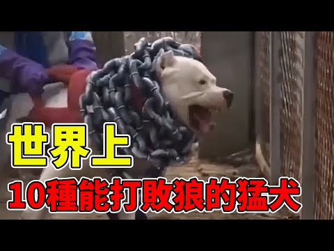 10 kinds of dogs in the world can defeat the wolf  the Tibetan mastiff is far more terrible than im