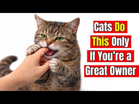 20 Things Cats Do Only When They’re Living Their Best Life