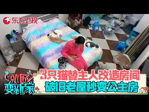 3只猫帮主人改造房间? 破旧老屋秒变公主房, 结果惊艳所有人! #就匠变新家 第二季 EP02 FULL