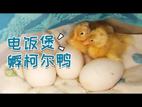 【电饭煲孵柯尔鸭】28天手剥柯尔鸭Vs.30天顺产小鹅
