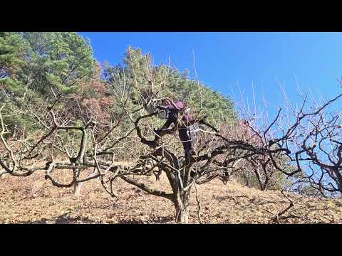 #만평농장 #단감나무 #전지전정 #기지치기