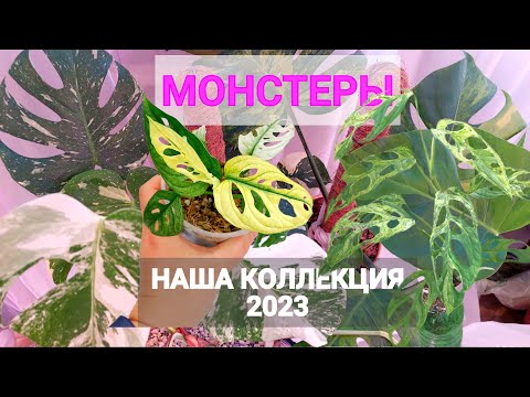 Monstera Collection. Species and varieties, their characteristics, and care instructions. Housepl...