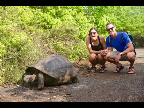 Giant Land Tortoises! They barely noticed us | Galapagos Cruise Day 3