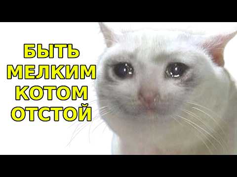 Being a small cat sucks