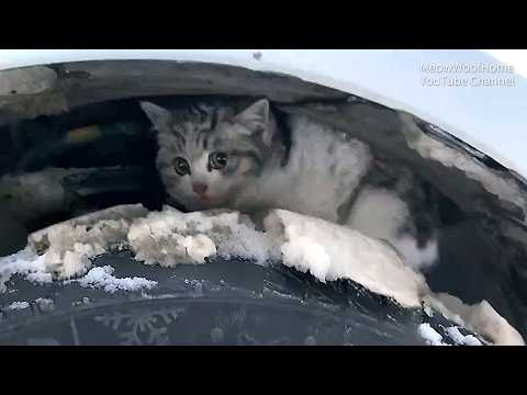 Stray Kitten About to Freeze, Curls Up Under a Car for Warmth
