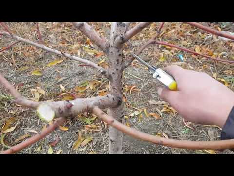 Детальна обрізка Персика,відео довге,дуже хотів все розказати в деталях,подивіться до кінця