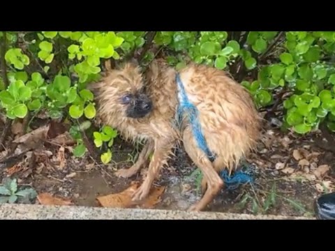 With one eye injured, she crawled step by step in the heavy rain trying to find food and shelter