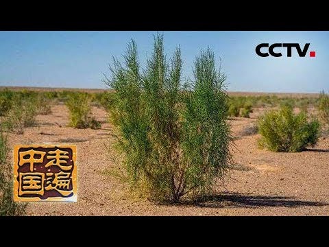 《走遍中国》专题片《沙漠方舟- 绿色屏障》（下）阿拉善牧民如何将荒漠变草场 ？ 20190719 | CCTV中文国际