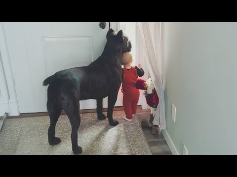 The Moment Your Dog Prove They're the Best Babysitters ❤️