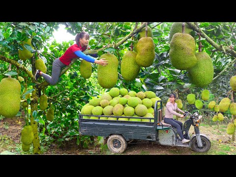 REWIND TIMELAPSE --510 Days Harvest A Lot Of Jackfruit, Cabbage, Cauliflower,.../Phương's Story
